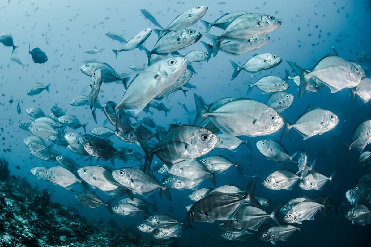 Snorkelers exploring a coral reef